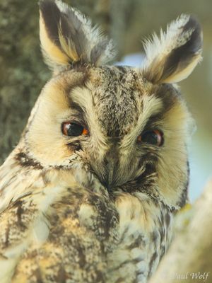 Long-eard Owl - Asio otus