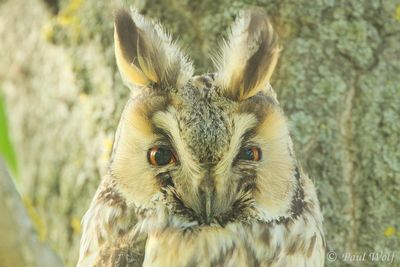 Long-eard Owl - Asio otus