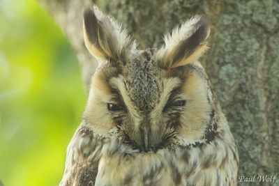 Long-eard Owl - Asio otus