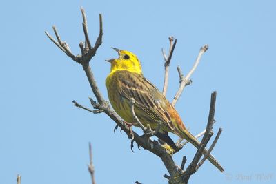 Yellowhammer - Emberiza citrinella