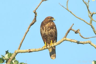 Common Buzzard - Buteo buteo