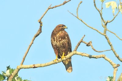 Common Buzzard - Buteo buteo