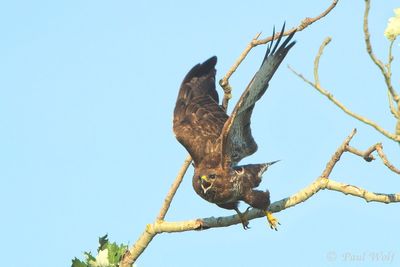 Common Buzzard - Buteo buteo