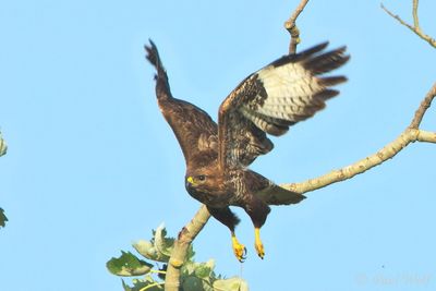Common Buzzard - Buteo buteo