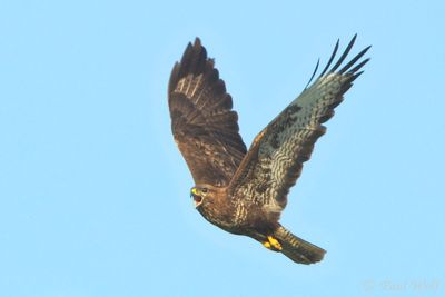 Common Buzzard - Buteo buteo