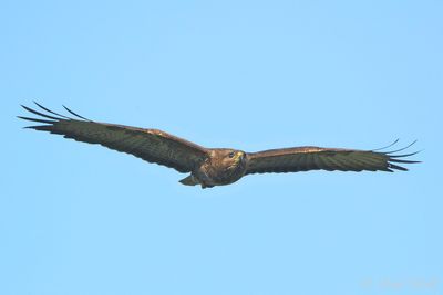 Common Buzzard - Buteo buteo