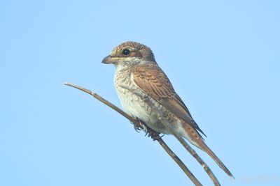Red-backed Shrike - Lanius collurio