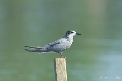 Black Tern - Chlidonias niger