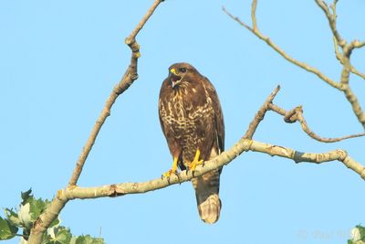 Common Buzzard - Buteo buteo