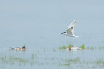 Gull-billed Tern - Gelochelidon nilotica