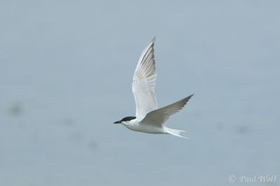Gull-billed Tern -Gelochelidon nilotica