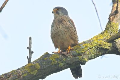 Common Kestrel - Falco tinnunculus