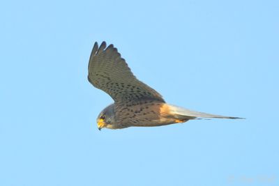 Common Kestrel - Falco tinnunculus
