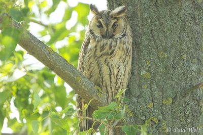 Long-eared Owl - Asio otus