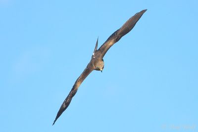 Black Kite - Milvus migrans