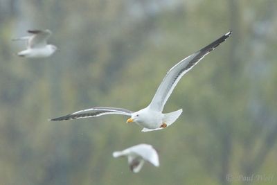 Lesser Black-backed Gull - Larus fuscus fuscus