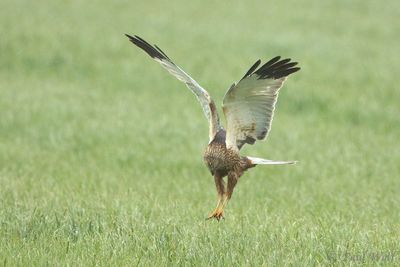 Western Marsh Harrier - Circus aeruginosus