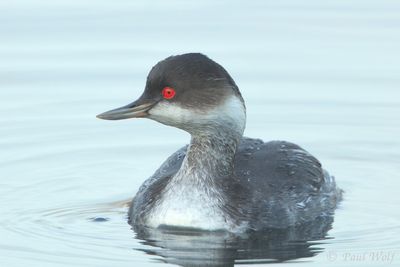 Black-necked Grebe - Podiceps nigricollis