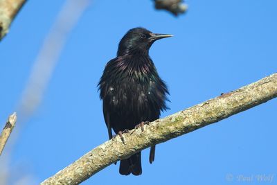 Common Starling - Sturnus vulgaris