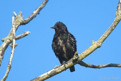 Common Starling - Sturnus vulgaris