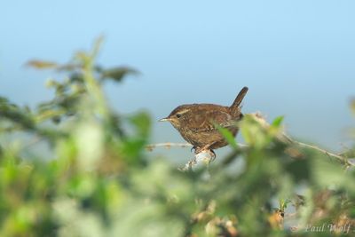 Eurasian Wren - Troglodytes troglodytes indigenus