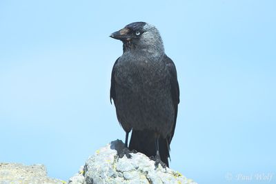 Western Jackdaw - Coloeus monedula spermologus