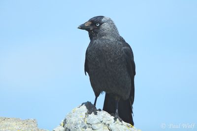 Western Jackdaw - Coloeus monedula spermologus