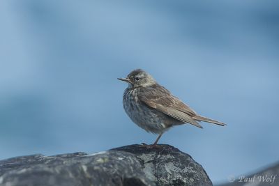 European Rock Pipit - Anthus petrosus