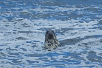 Grey Seal - Halichoerus grypus