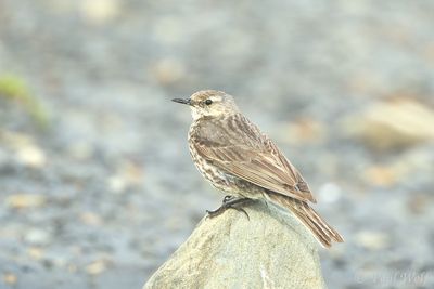 European Rock Pipit - Anthus petrosus