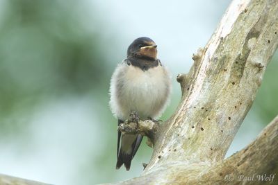 Barn Swallow - Hirundo rustica