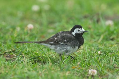 Pied Wagtail - Motacilla alba yarrellii