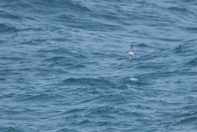Manx Shearwater - Puffinus puffinus