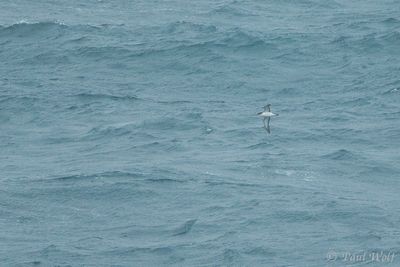 Manx Sherwater - Puffinus puffinus