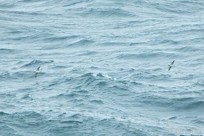 Manx Shearwater - Puffinus puffinus