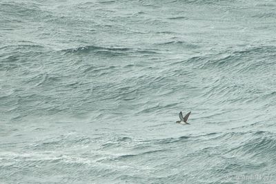 Manx Shearwater - Puffinus puffinus