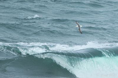 Lesser Black-backed Gull - Larus fuscus graellsii