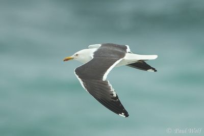 Lesser Black-backed Gull - Larus fuscus graellsii