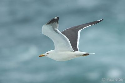 Lesser Black-backed Gull - Larus fuscus graellsii