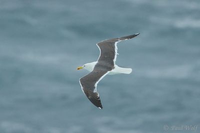 Lesser Black-backed Gull - Larus fuscus graellsii