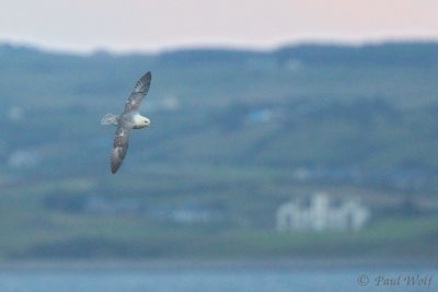Northern Fulmar - Fulmarus glacialis