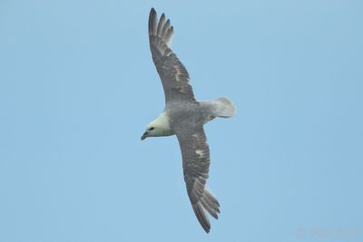 Northern Fulmar - Fulmarus glacialis