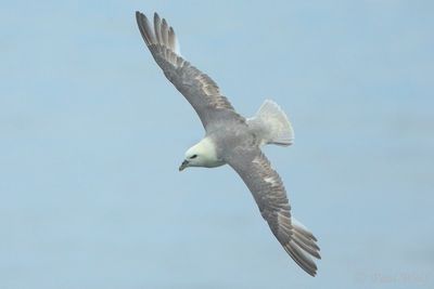 Northern Fulmar - Fulmarus glacialis