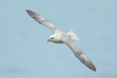 Northern Fulmar - Fulmarus glacialis