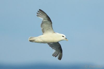 Northern Fulmar - Fulmarus glacialis