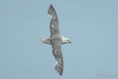 Northern Fulmar - Fulmarus glacialis