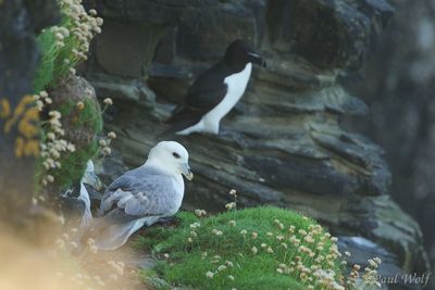 Northern Fulmar - Fulmarus glacialis