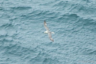 Northern Fulmar - Fulmarus glacialis