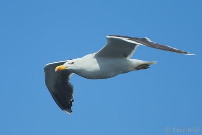 Great Black-backed Gull - Larus marinus