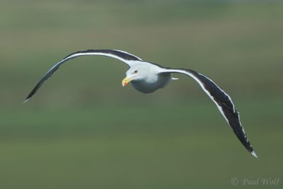 Great Black-backed Gull - Larus marinus